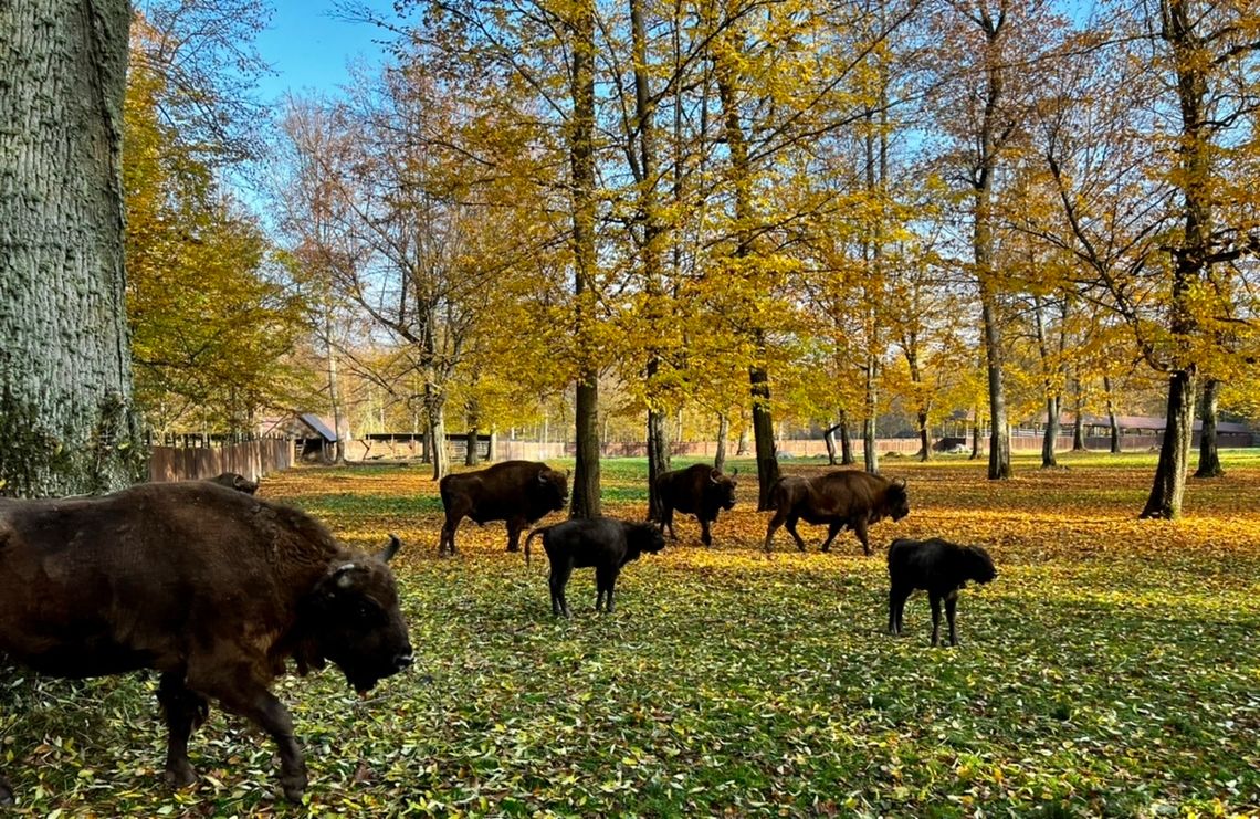 Rezerwat Pokazowy Żubrów w Białowieży zaprasza - [VIDEO]