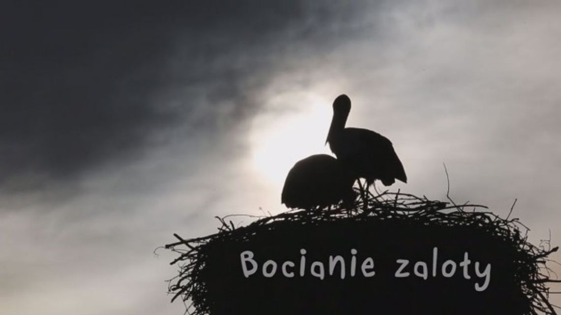 Romantyczna atmosfera wokół bocianiego gniazda - VIDEO