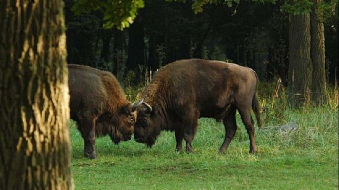 Równo 80 lat temu powstał Białowieski Park Narodowy