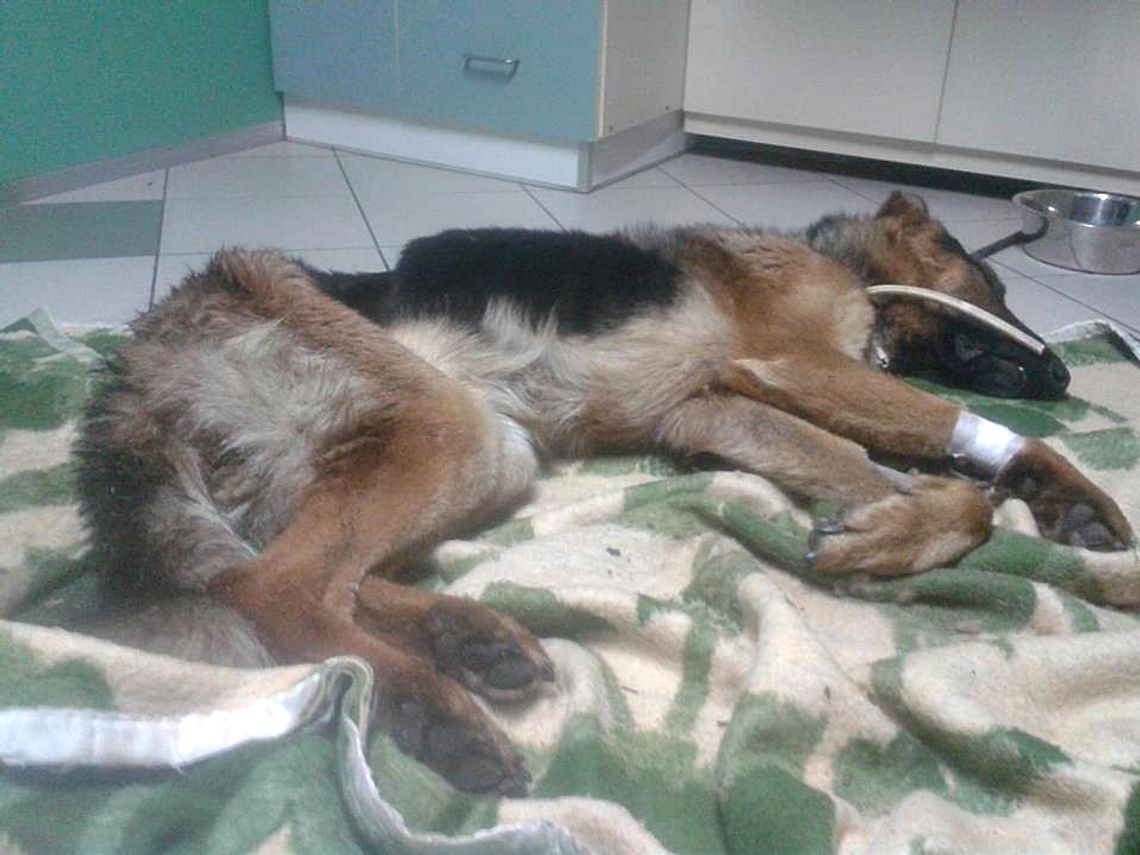 Skrajnie zagłodzony pies odebrany właścicielowi walczy o życie - FOTO
