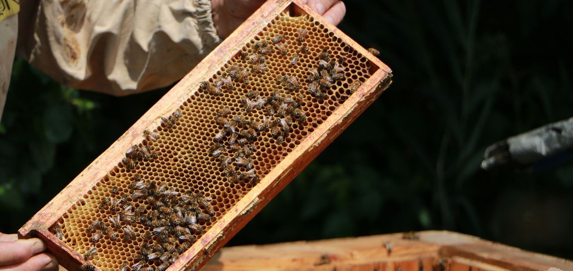 VII edycja konkursu „Wojewódzki konkurs wiedzy o pszczelarstwie”