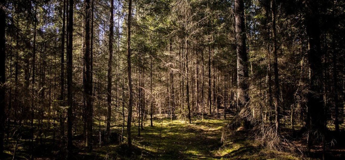 Warsztat ekologiczny w Parku Krajobrazowym Puszczy Knyszyńskiej