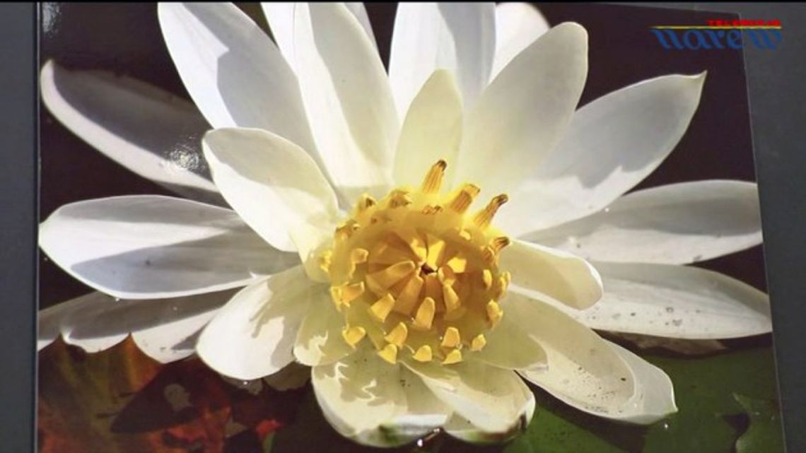 "Wdzięczne lilie dumne lotosy" - wystawa - VIDEO