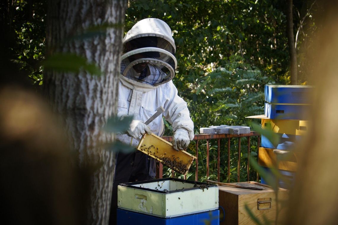 Wielki Dzień Pszczół. Dlaczego musimy ratować zapylacze?