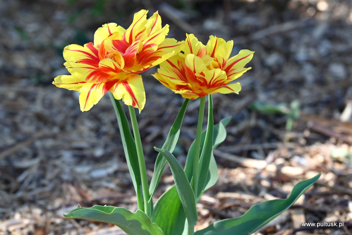 Wiosna rozkwita w Pułtusku – miasto zaprasza do aktywnego wypoczynku