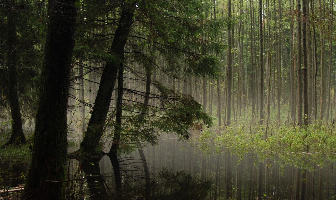 Województwo Podlaskie realizuje strategiczny projekt na rzecz ochrony bioróżnorodności Województwo Podlaskie realizuje strategiczny projekt na rzecz ochrony bioróżnorodności