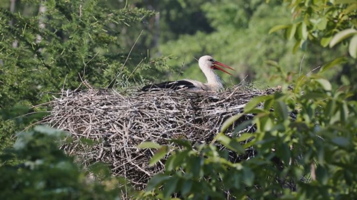 „Wokół Bocianiego Gniazda”, odc. 3 – „Wysiadywanie” - VIDEO „Wokół Bocianiego Gniazda”, odc. 3 – „Wysiadywanie” - VIDEO