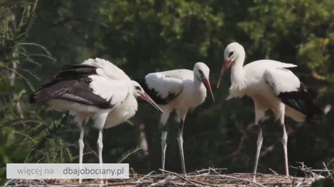„Wokół Bocianiego Gniazda”, odc. 7 „Wokół Bocianiego Gniazda”, odc. 7