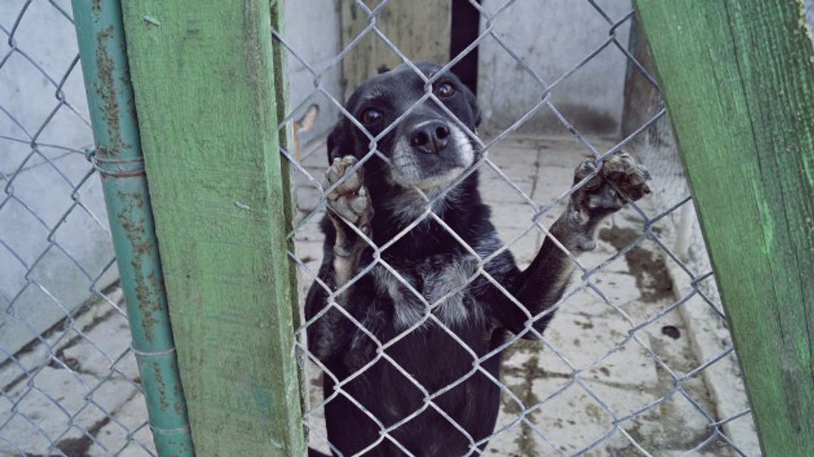 Wpatrzone w ludzi, śledzą każde ich stąpnięcie - FOTO Wpatrzone w ludzi, śledzą każde ich stąpnięcie - FOTO