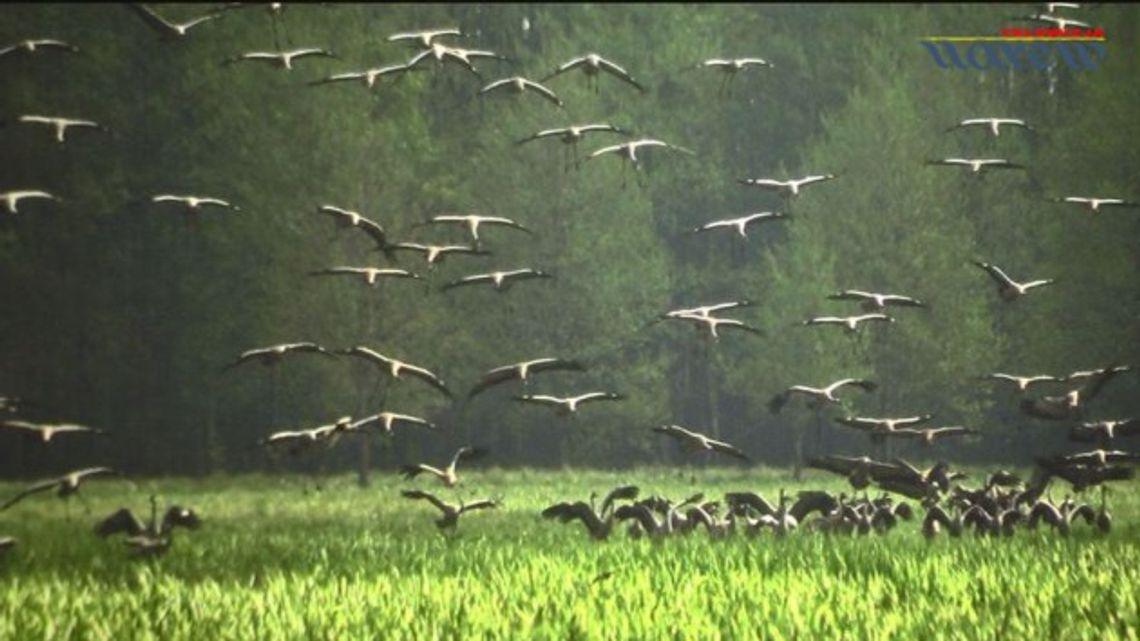 Wystawa Anny Worowskiej w Galerii pod Arkadami - VIDEO