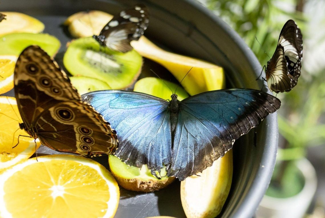 Wystawa Żywych Motyli