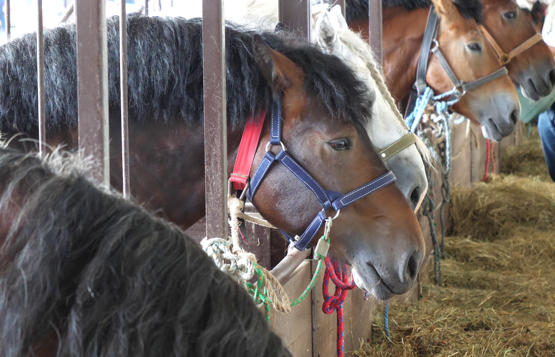 XXXI edycja Regionalnej Wystawy Zwierząt Hodowlanych i Dni z Doradztwem Rolniczym - [VIDEO]
