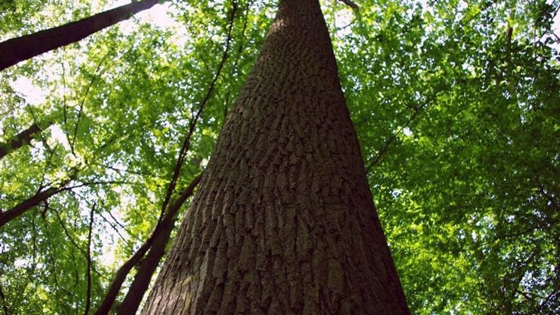 ZAKAZ WSTĘPU DO LASU – zabiegi ratownicze 