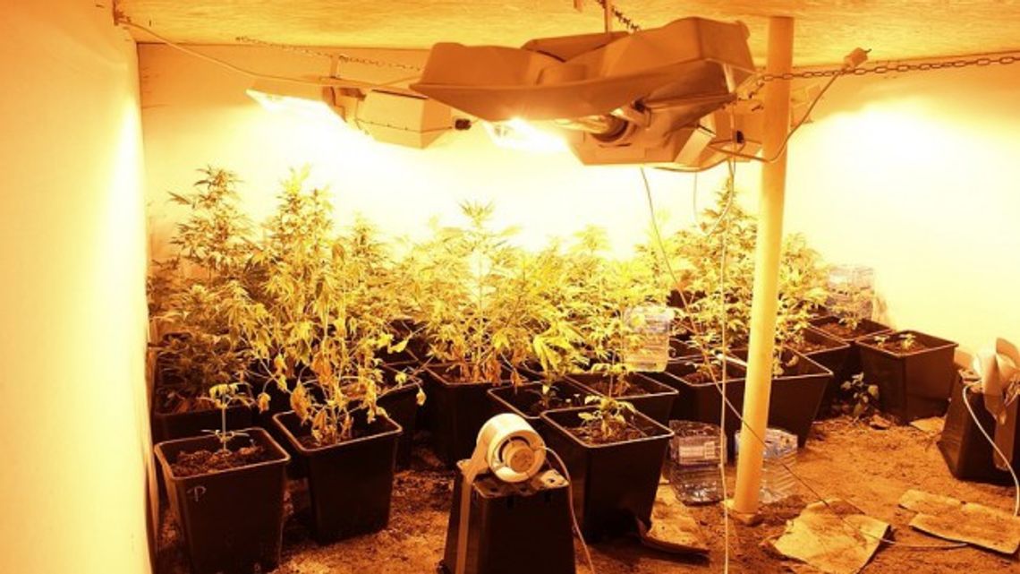 Zatrzymany za uprawę konopi Zatrzymany za uprawę konopi