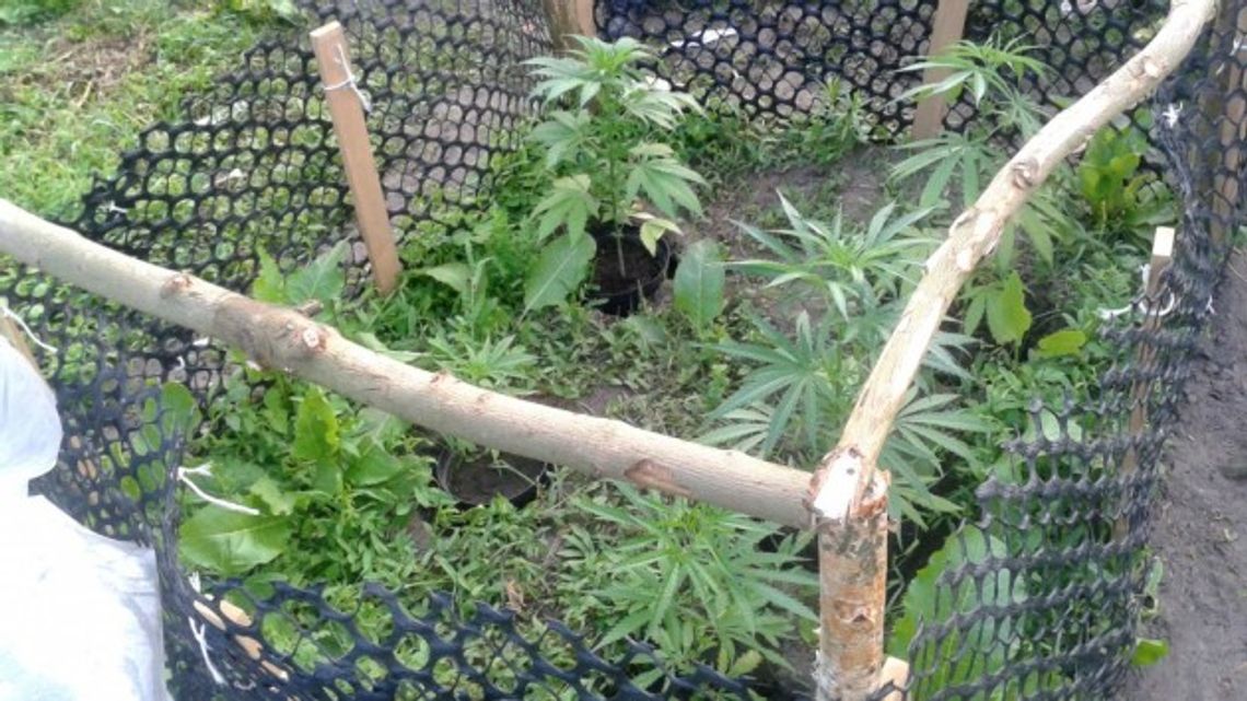 Zlikwidowana uprawa konopi