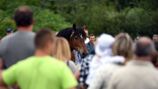 Wystawa koni zimnokrwistych i premiowanie źrebiąt w Stadninie Koni "Forteca" w Piątnicy